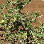 Solanum arundo Плод