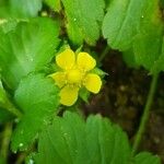 Potentilla indica Flower