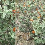 Buddleja marrubiifolia Alkat (teljes növény)