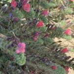 Echium angustifolium 花