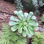 Aeonium undulatum Лист