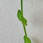 Thlaspi perfoliatum 花