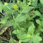 Pulicaria dysenterica Flower