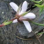 Arenaria purpurascens Blomma