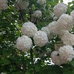 Viburnum macrocephalum Blüte