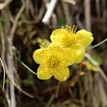 Geum ternatum Flower