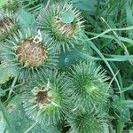 Arctium lappaফল