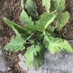Salvia hierosolymitana Leaf