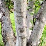 Betula populifolia Casca