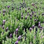 Lavandula stoechas Habitus