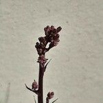 Lactuca muralis Fleur