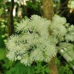 Thalictrum aquilegiifoliumBlüte