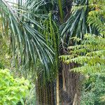 Arenga pinnata Fruchs