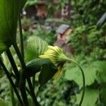 Doronicum plantagineumBlüte