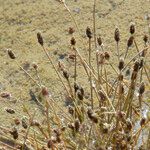 Eleocharis atropurpurea Floare