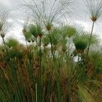 Cyperus papyrus Other