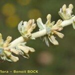 Thymelaea virgata Flower