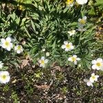 Ranunculus amplexicaulis Hoja