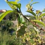Prunus persica Yaprak