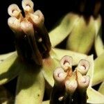 Asclepias emoryi फूल