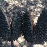 Flindersia australis Fruit