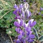 Lupinus bogotensis Virág