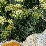 Crithmum maritimum Leaf