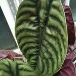 Alocasia cuprea