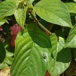 Mussaenda philippica Leaf