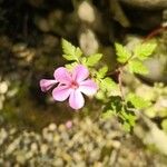 Geranium robertianumKvět