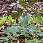 Trillium ovatum Leaf