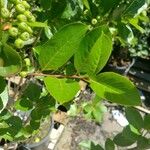 Aronia melanocarpa Blad