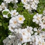 Rosa moschata Flower