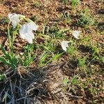 Gladiolus candidus പുഷ്പം
