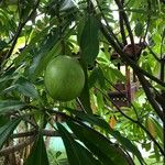 Cerbera odollam Fruit