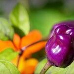 Capsicum chinense Fruto