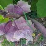 Roldana petasitis Hoja