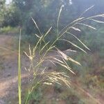 Oloptum miliaceum 花