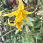 Solanum pimpinellifolium Цвят