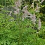 Astilbe rubra Flower