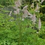 Astilbe rubra Bloem