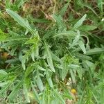 Diplotaxis tenuifolia Leht