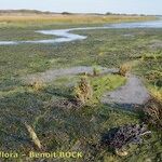 Zostera noltii Natur