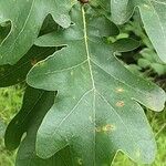 Quercus alba Blad