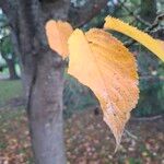 Prunus sargentii Leaf