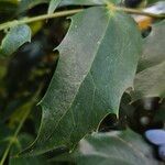 Berberis bealei Leaf