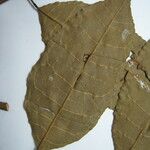 Protium spruceanum Други