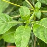 Crossandra puberula Leaf