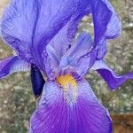 Iris pallida 花