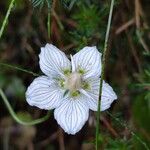 Parnassia palustrisŽiedas